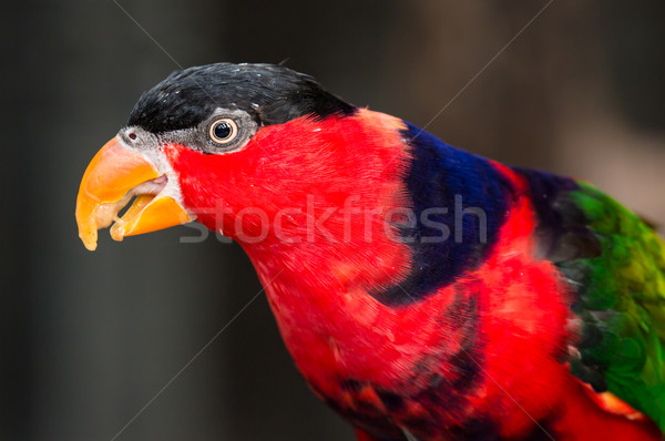 Vogel vogelvoer natuur oranje Blauw zwarte Stockfoto © fouroaks