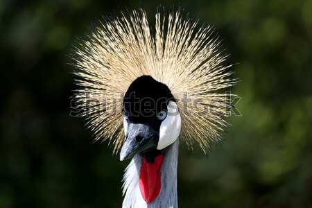 Crested Crane Bird Stock photo © fouroaks