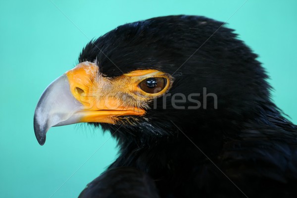 Black Eagle Portrait Stock photo © fouroaks