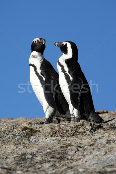 African due Sudafrica natura mare uccello Foto d'archivio © fouroaks