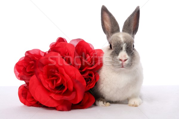 Stock foto: Bunny · Kaninchen · Rosen · cute · Haustier · rote · Rosen