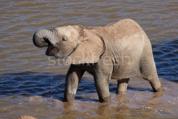 African Elephant in Water Stock photo © fouroaks