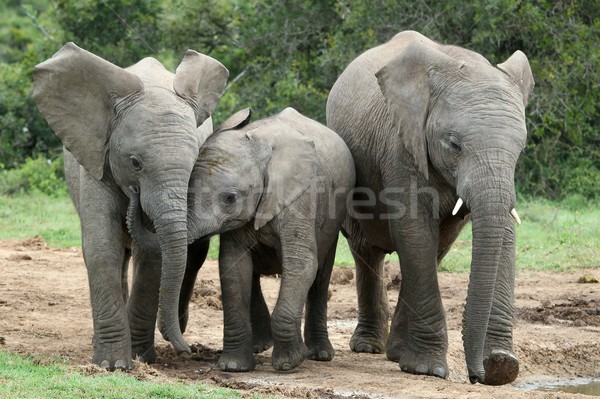 Elefant african prietenii emotionat tineri african elefantii Imagine de stoc © fouroaks