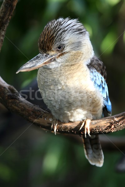 Ijsvogel vogel Australië oog natuur veer Stockfoto © fouroaks