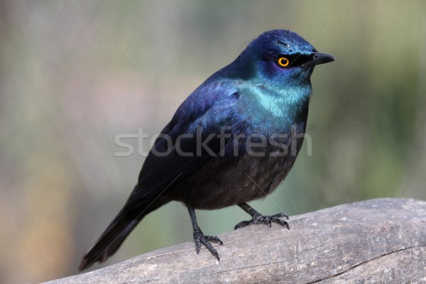 Glossy Starling Bird Stock photo © fouroaks