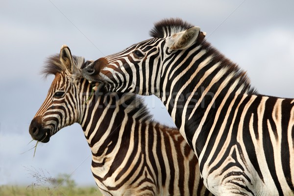 Zebra morder zebras um Foto stock © fouroaks