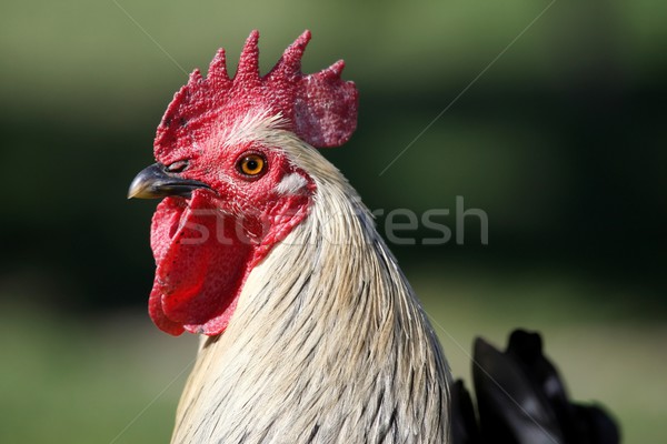 Gallo retrato orgulloso gallo rojo naturaleza Foto stock © fouroaks