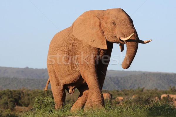 Foto stock: Elefante · africano · enorme · toro · secado