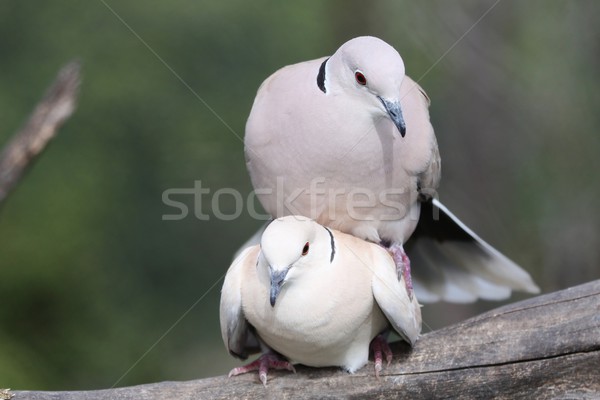 Mating Doves Stock photo © fouroaks