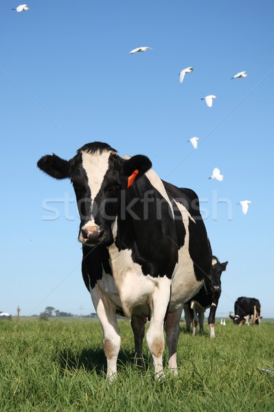Kühe Weide Vögel schwarz weiß Milch üppigen Stock foto © fouroaks