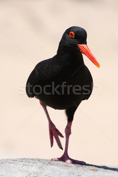 Ostrica uccello nero arancione piedi uno Foto d'archivio © fouroaks