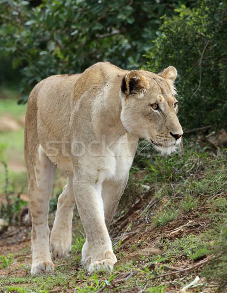 Foto stock: Magnífico · África · naturaleza · retrato · África · femenino