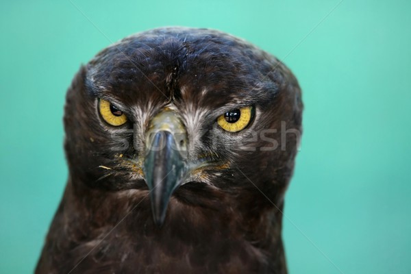 Eagle Stare Stock photo © fouroaks