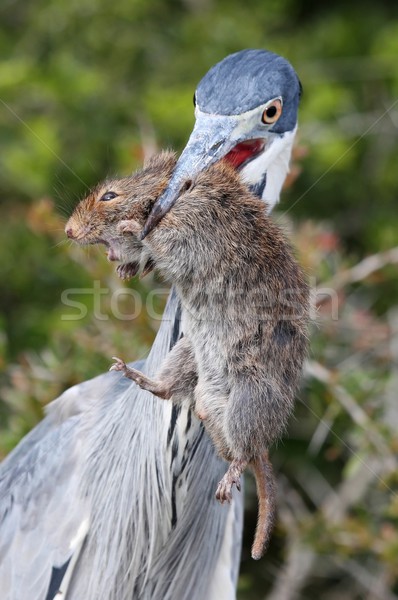 Heron Bird and Rat Stock photo © fouroaks