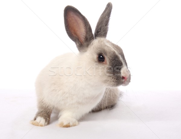 Foto stock: Vacaciones · conejo · cute · gris · blanco · primavera