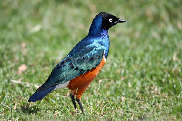 Superb Starling Bird Stock photo © fouroaks