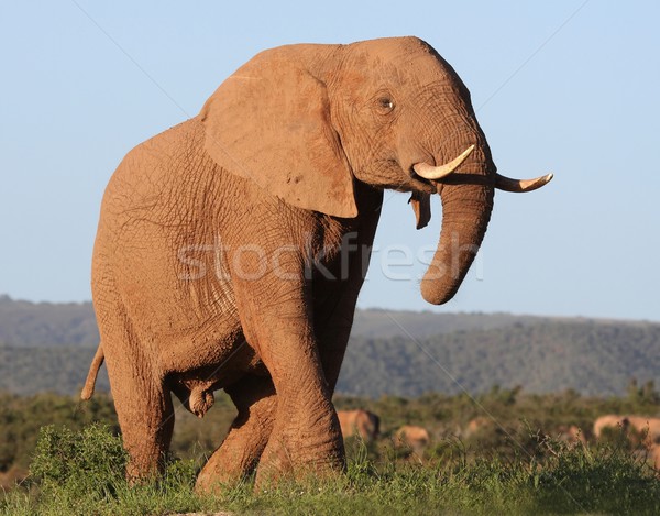 Elefant african urias taur colorat maro Imagine de stoc © fouroaks