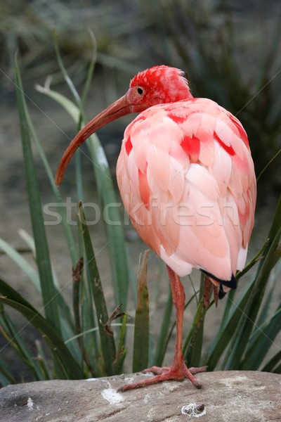 Scarlet Ibis Bird Stock photo © fouroaks