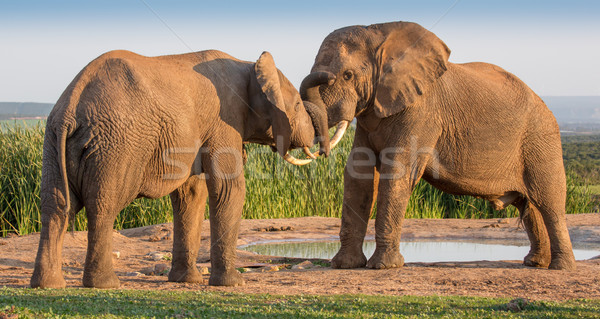 Elefant african salut doua mare masculin elefantii Imagine de stoc © fouroaks