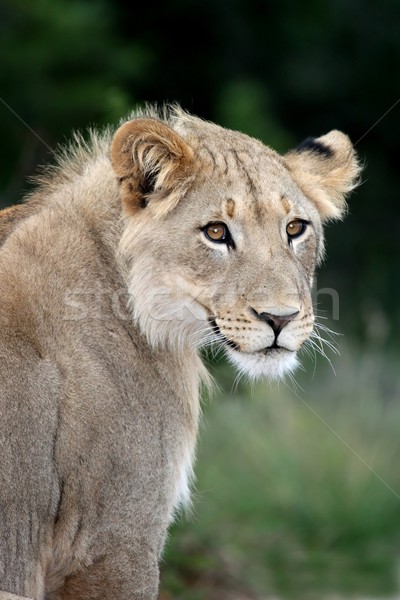 Lion Portrait Stock photo © fouroaks