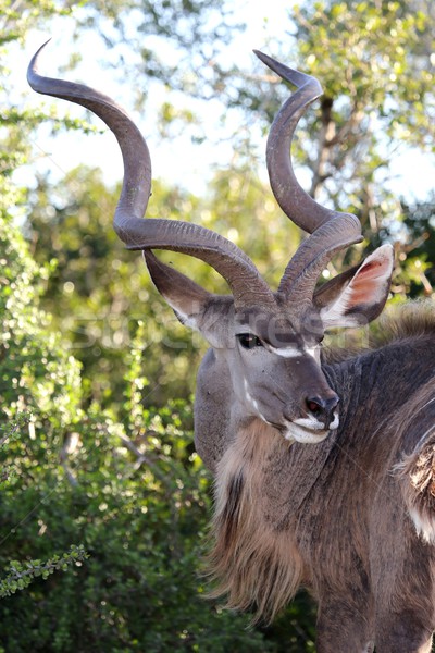 Kudu Antelope Portrait Stock photo © fouroaks