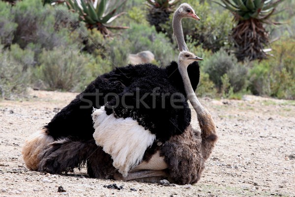 Strut păsări pereche Africa de Sud acţiona natură Imagine de stoc © fouroaks