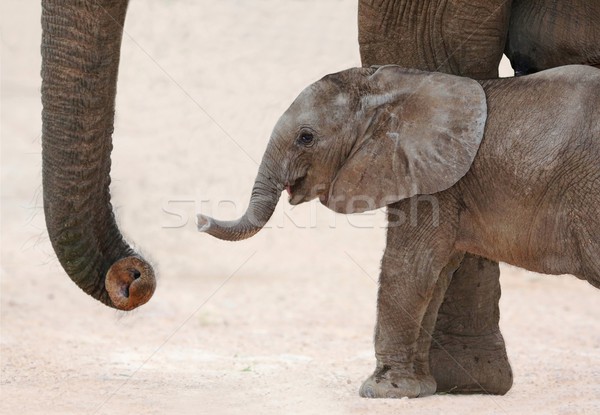 Imagine de stoc: Elefant · african · copil · mama · drăguţ · afara · Africa