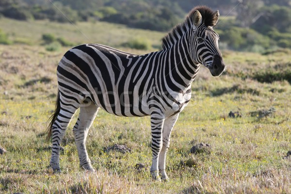 Ebenen Zebra schwarz weiß Streifen abstrakten Afrika Stock foto © fouroaks