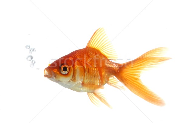 Goldfish Blowing Bubbles Stock photo © fouroaks