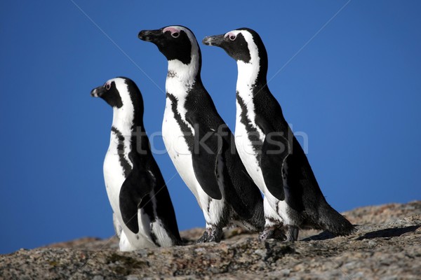 Afrikai három Dél-Afrika természet tenger madár Stock fotó © fouroaks