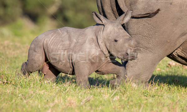 Cute Baby Rhino Stock photo © fouroaks