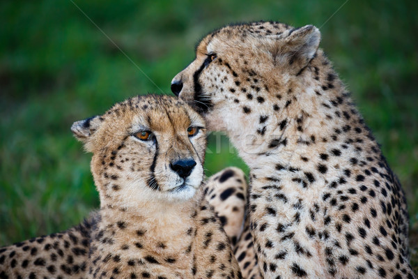 Leopardo gato par amor amigos Foto stock © fouroaks