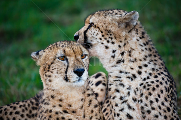 Foto stock: Leopardo · gato · par · amor · amigos