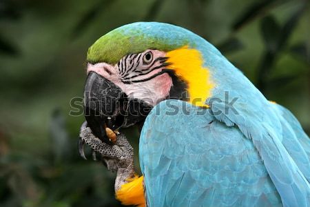 Blue and Gold Macaw Stock photo © fouroaks