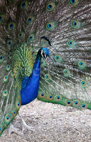 Peacock Display Stock photo © fouroaks