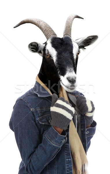 Goat dressed in Woman's Winter Wear Concept Stock photo © fouroaks