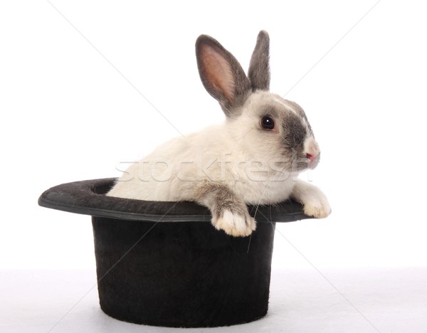 Kaninchen Streich cute bunny Klettern heraus Stock foto © fouroaks