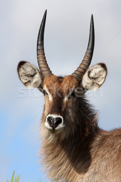 Waterbuck Antelope Stock photo © fouroaks