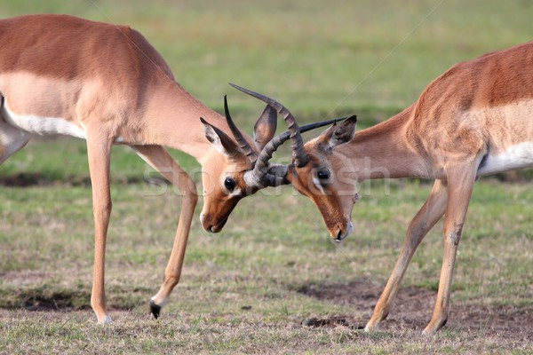 Fighting Impala Antelope Stock photo © fouroaks