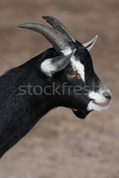 Fekete kecske portré feketefehér agancs kecskeszakáll Stock fotó © fouroaks