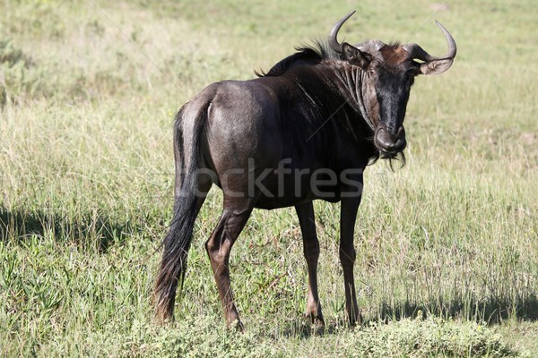 Portrait of a black wildebeest antelope in South Africa Stock photo © fouroaks