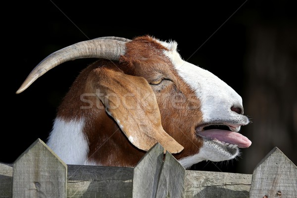 Kecske férfi nyitott szájjal néz kerítés természet Stock fotó © fouroaks