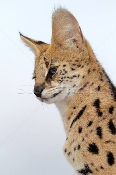 Serval Wild Cat Stock photo © fouroaks