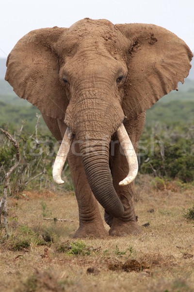 Słoń afrykański byka ogromny mężczyzna Zdjęcia stock © fouroaks