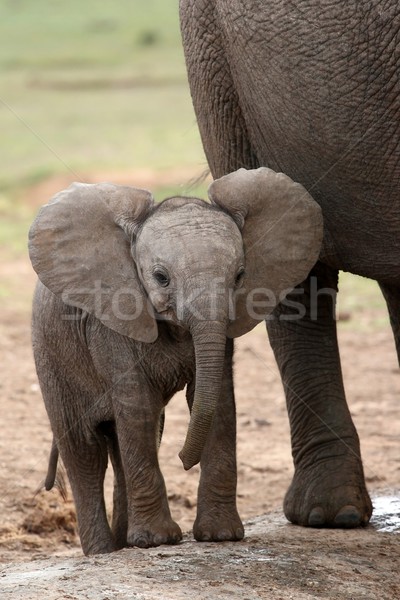 African Elephant Baby Stock photo © fouroaks