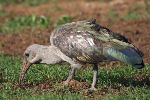 Hadeda Ibis Bird Stock photo © fouroaks