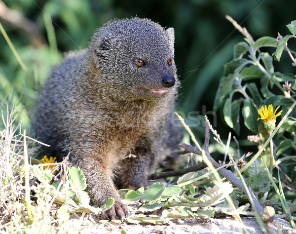 Grey Mongoose Stock photo © fouroaks