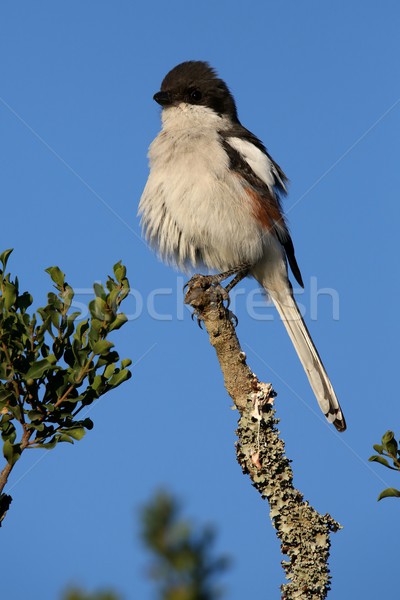 Female Fiscal Shrike bird Stock photo © fouroaks