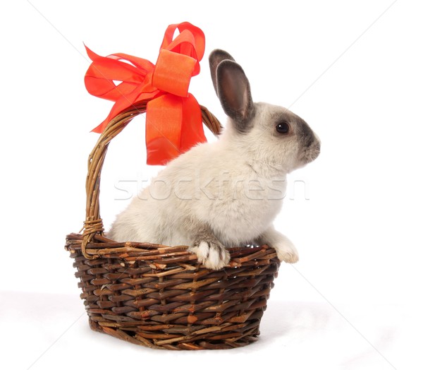 ストックフォト: バニー · バスケット · かわいい · ウサギ · 弓 · 春