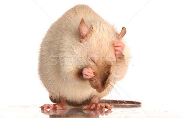 Animal rat cute blanche nettoyage visage [[stock_photo]] © fouroaks